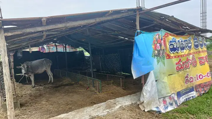 Goshala cow shelter